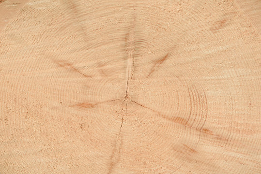 The texture of the end of the tree. Saw cut wood close up. Rough-wood on floors. Wood background.