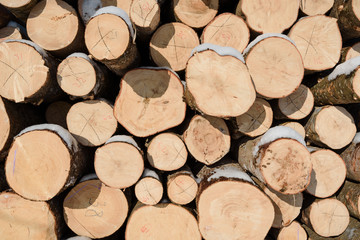 Fototapeta premium Wood logs in a stack. Cut trees in the stack. Many sawed trees. Warehouse wood.