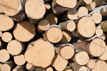 Wood logs in a stack. Cut trees in the stack. Many sawed trees. Warehouse wood.