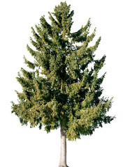 Picea abies - Gemeine Fichte,  Gewöhnliche Fichte, Rotfichte, Rottanne