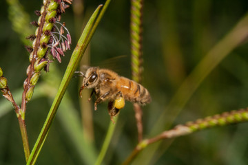 A beautiful honey bee flying/hovering towards a plant with purple flowers in search of nectar with its proboscis sticking out. leg full with pollen in pollen basket/corbicula, wings frozen in the air