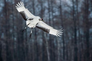 The red-crowned crane in flight. Scientific name: Grus japonensis, also called the Japanese crane or Manchurian crane.