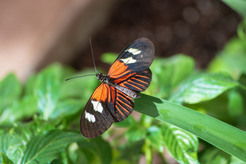 heliconian butterfly in sunshine