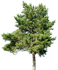 Pinus sylvestris - GewöhnlicheKiefer, Gemeine Kiefer, Rotföhre, Weißkiefer, Forche