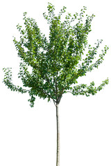 Fototapeta premium Prunus domestica - wiśnia, czereśnia, czereśnia