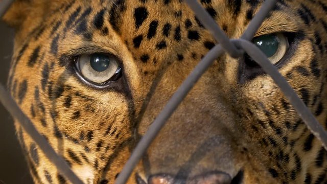 Leopard (Panthera pardus kotyia) face in cage