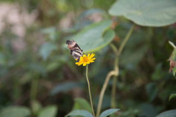 butterfly on flower