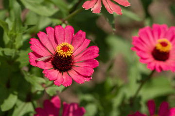 Spring Time here, and time to blossom flower and butterfly collect nectar and some fruit to grow