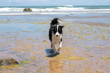 Naklejka na ściany i meble DOG WALKING ON THE BEACH