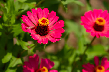 Spring Time here, and time to blossom flower and butterfly collect nectar and some fruit to grow