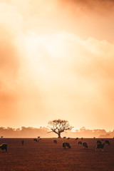 Tree in Field at Foggy Sunrise With Sheep in Foreground - 249421356