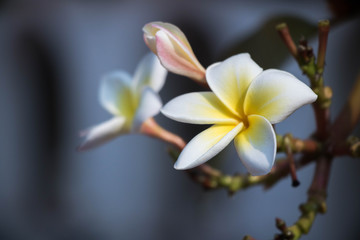 white frangipani flower on green background