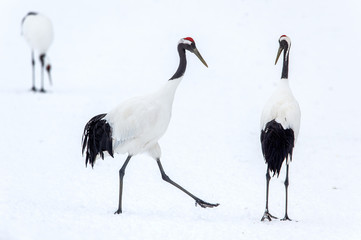 Dancing Cranes. The ritual marriage dance of cranes. The red-crowned crane. Scientific name: Grus japonensis, also called the Japanese crane or Manchurian crane, is a large East Asian Crane.