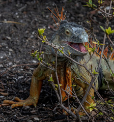 Green Iguana