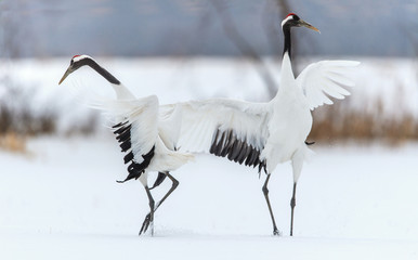 Dancing Cranes. The ritual marriage dance of cranes. The red-crowned crane. Scientific name: Grus japonensis, also called the Japanese crane or Manchurian crane, is a large East Asian Crane.
