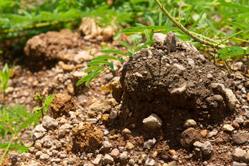 Spring Time here, and time to blossom flower and butterfly collect nectar and some fruit to grow