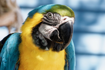 close up of a blue and yellow parrot