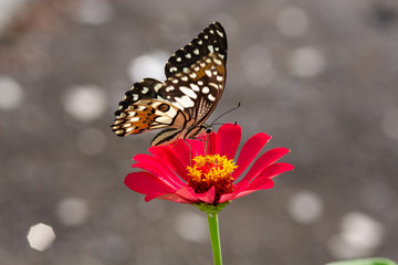Spring Time here, and time to blossom flower and butterfly collect nectar and some fruit to grow