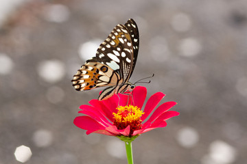 Fototapeta na wymiar Spring Time here, and time to blossom flower and butterfly collect nectar and some fruit to grow
