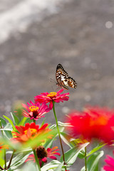 Spring Time here, and time to blossom flower and butterfly collect nectar and some fruit to grow