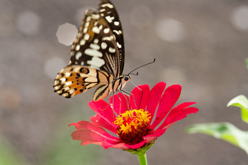 Fototapeta na wymiar Spring Time here, and time to blossom flower and butterfly collect nectar and some fruit to grow