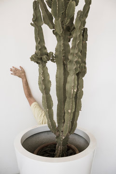 Main, bras et cactus