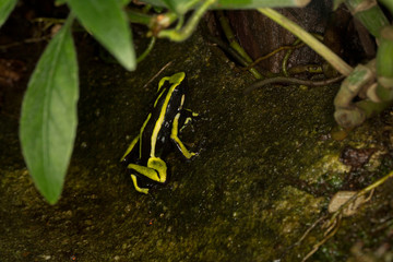 Three-striped Arrow-poison Frog, Three-striped Poison Frog (Ameerega trivittata).