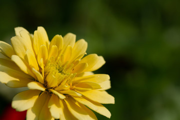 Spring Time here, and time to blossom flower and butterfly collect nectar and some fruit to grow