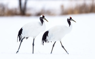 Dancing Cranes. The ritual marriage dance of cranes. The red-crowned crane. Scientific name: Grus japonensis, also called the Japanese crane or Manchurian crane, is a large East Asian Crane.