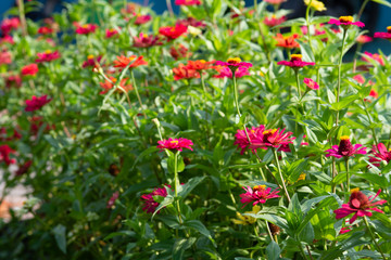 Spring Time here, and time to blossom flower and butterfly collect nectar and some fruit to grow