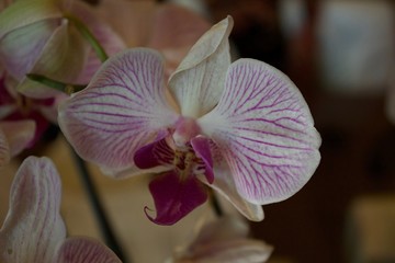 Orchidea