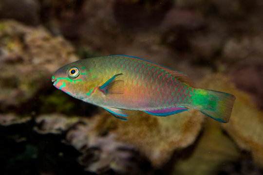 Common parrotfish (Scarus psittacus).