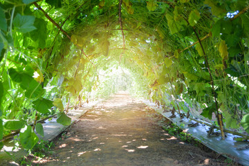 Nature tunnel with green bottle gourd plant growing in the vine agriculture farm