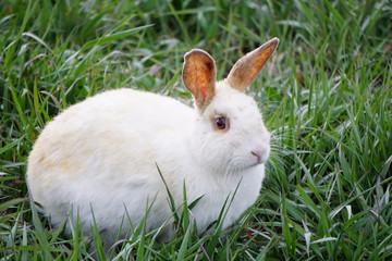 Household pet, white rabbit sitting in grass