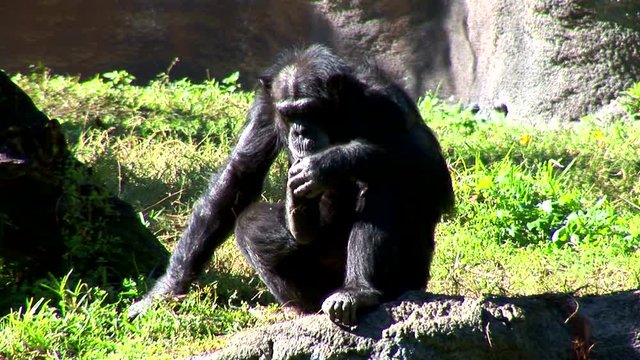 Chimp Grooms