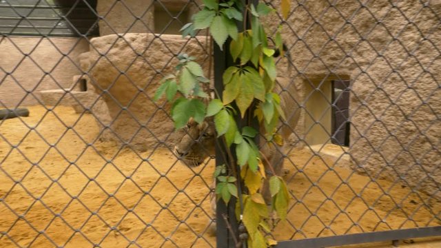 Asiatic lion (Panthera leo leo) held in captivity