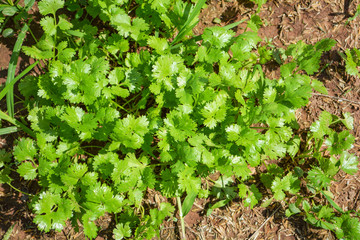 Green Coriander leaves plant growing on the ground in the vegetable organic garden