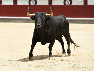 bull in spain