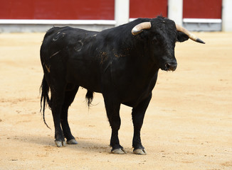 toro en españa