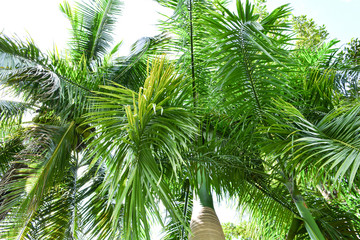 Green leaf of green palm in the garden tropical plant with coconut tree and date palm