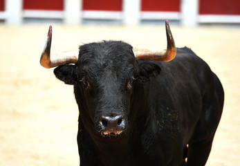 toro español