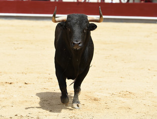 toro bravo en españa