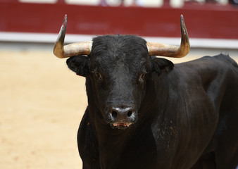 toro bravo en españa