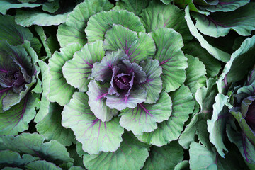 Cabbages vegetable texture background