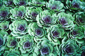 Obraz premium Cabbages vegetable texture background