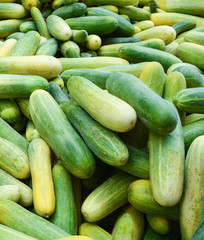 Pile of fresh cucumber harvest from organic vegetable garden farm cucumber background