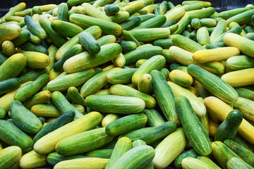 Pile of fresh cucumber harvest from organic vegetable garden farm cucumber background