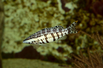 Harlequin bass (Serranus tigrinus).