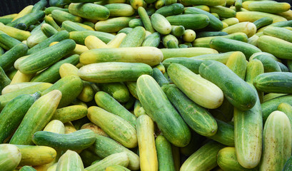 Pile of fresh cucumber harvest from organic vegetable garden farm cucumber background