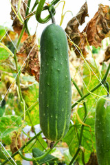 Fresh green cucumber growing on plant vine tree on organic vegetable garden farm wait for harvesting cucumber